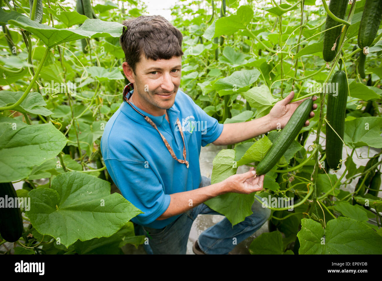 L'uomo azienda idroponico cetriolo in serra in Cordova, Maryland, Stati Uniti d'America Foto Stock