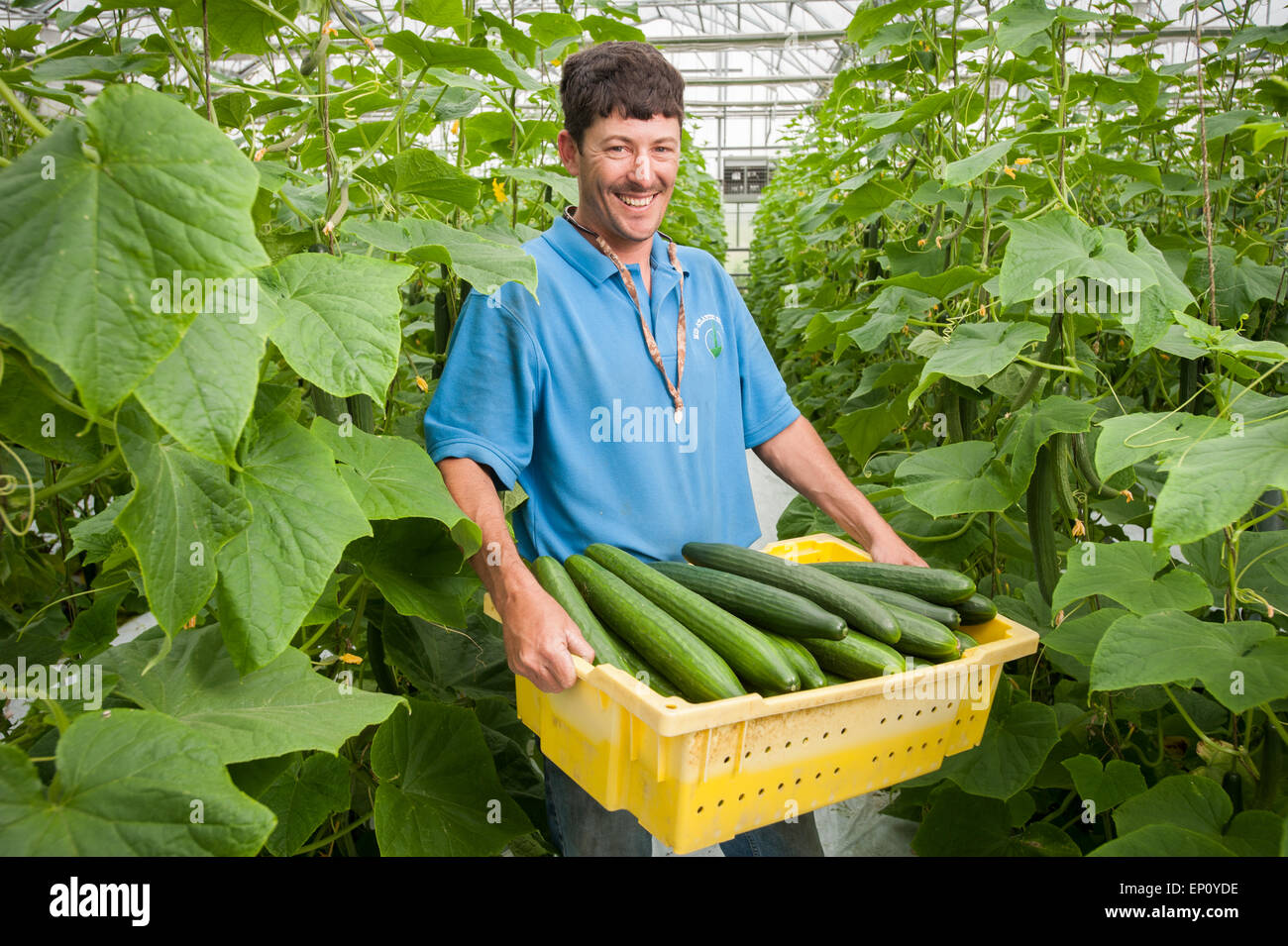 Uomo con scatola di plastica di raccolti i cetrioli di serra in Cordova, Maryland, Stati Uniti d'America Foto Stock