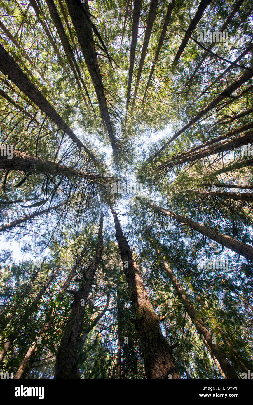 Imponenti cime degli alberi in Oregon, USA Foto Stock