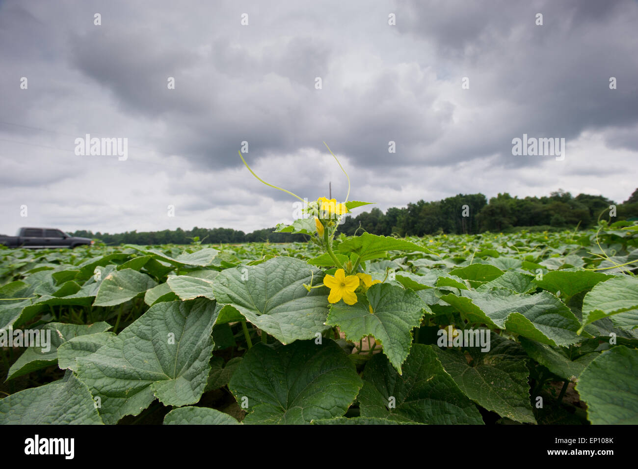 Close-up di fiori di cetriolo in un campo di piante di cetriolo vicino Federalsburg, Maryland, Stati Uniti d'America Foto Stock
