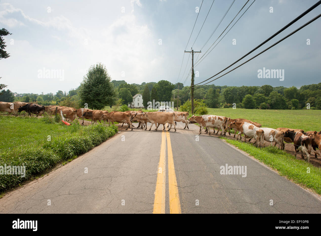 Vacche da latte che attraversa la strada nei pressi di verde lungo, Maryland, Stati Uniti d'America Foto Stock