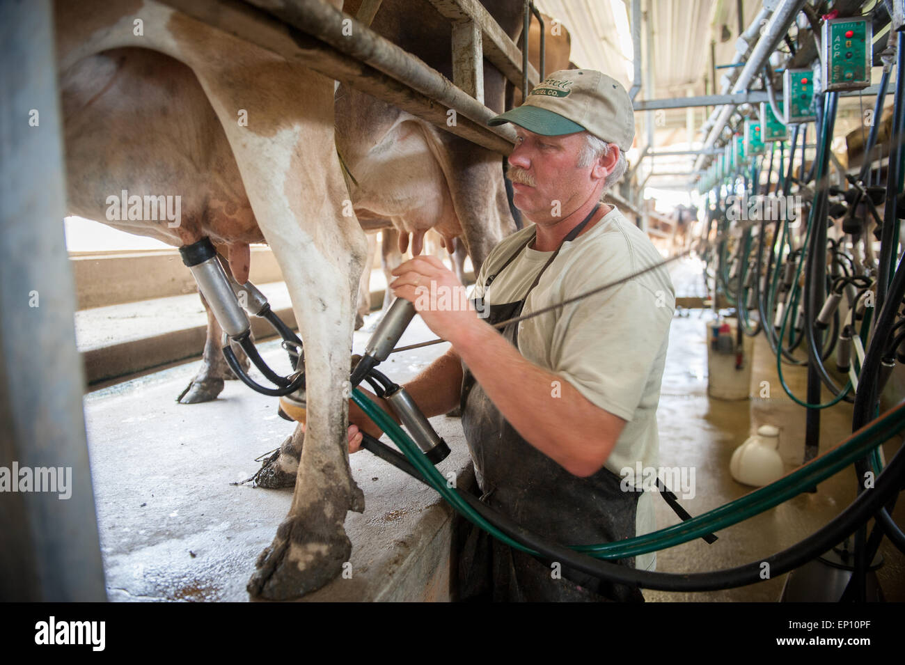 Caseificio contadino attrezzature di fissaggio per vacche da latte nei pressi di verde lungo, Maryland, Stati Uniti d'America Foto Stock