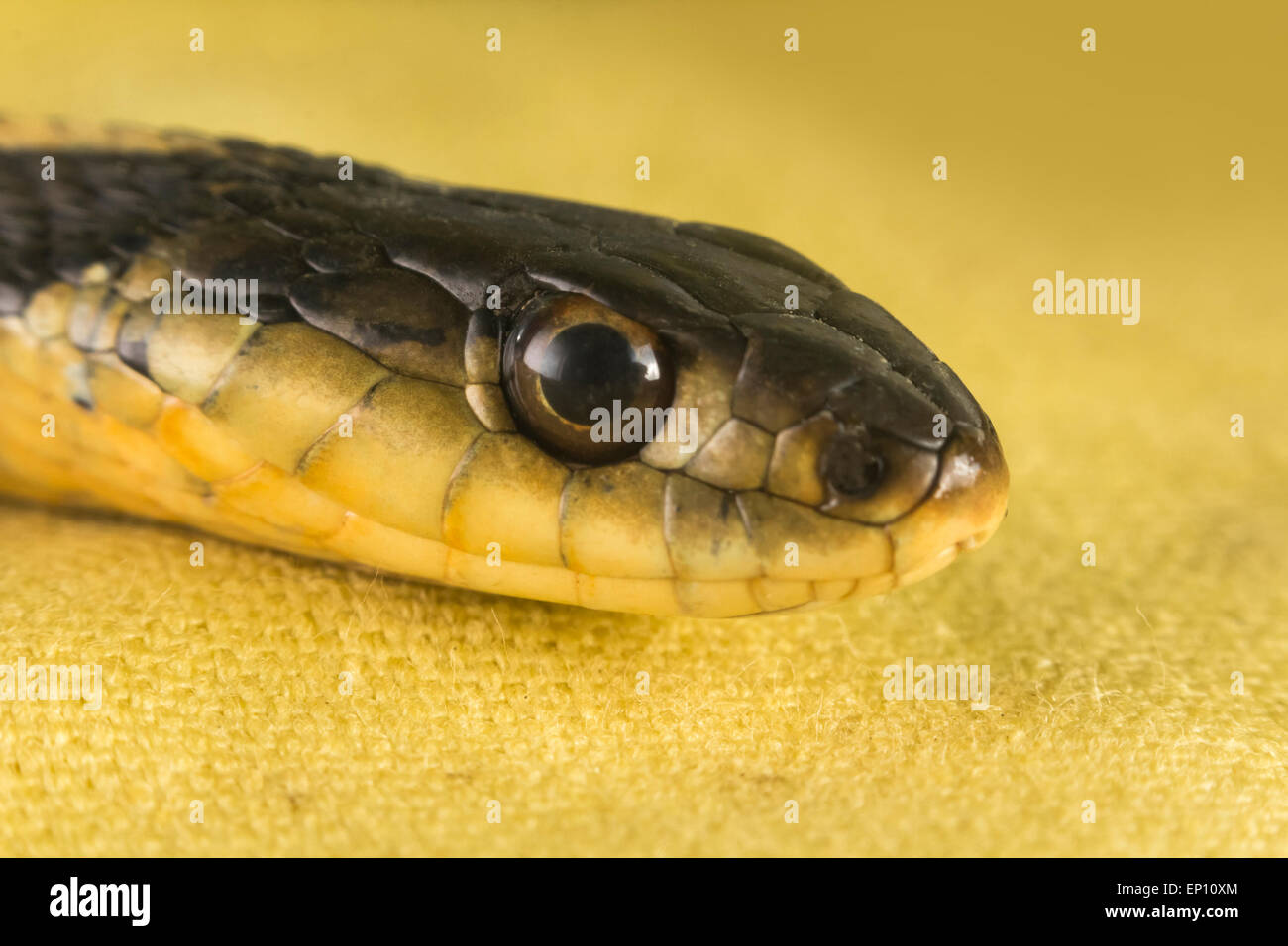 Orientale Slithering garter snake noto anche come Thamnophis sirtalis sirtalis Foto Stock