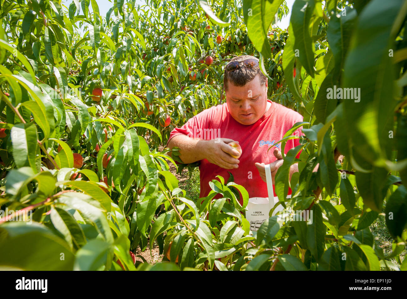 Agricoltore seleziona un paio di pesche dalla sua alberi in Westminster, Maryland, Stati Uniti d'America Foto Stock