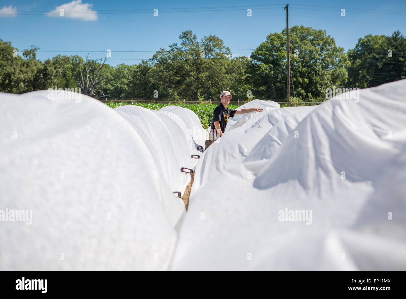 Giovane uomo installando le coperture di fila oltre il raccolto. Foto Stock