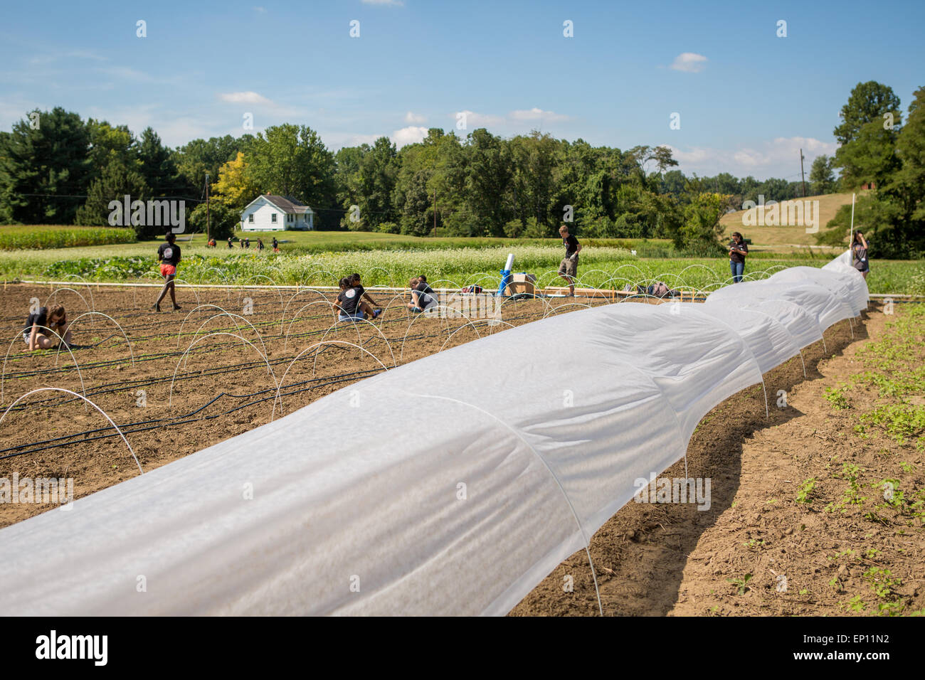 I giovani agricoltori mettendo le coperture di fila oltre il loro raccolto. Foto Stock