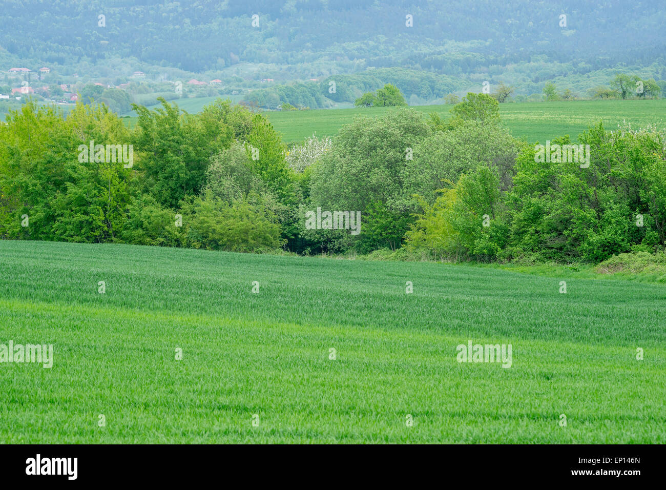 In aumento i campi di grano Bassa Slesia Polonia Foto Stock