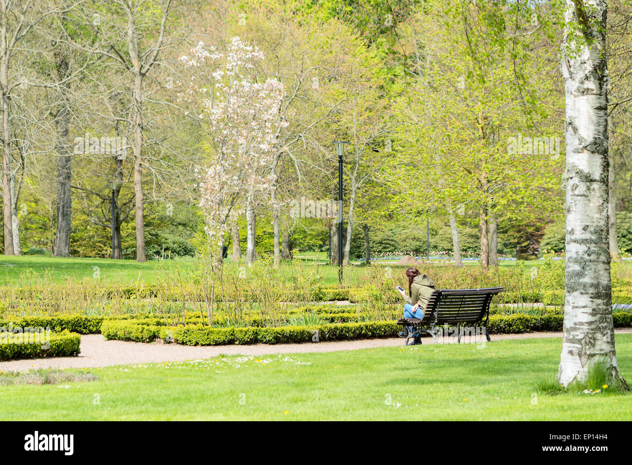 Ronneby, Svezia - 11 Maggio 2015: Sconosciuto donna seduta su una panchina nel parco texting sul suo telefono cellulare. Giardino di Rose e alberi di fronte a lei. Un albero è in fiore. Foto Stock
