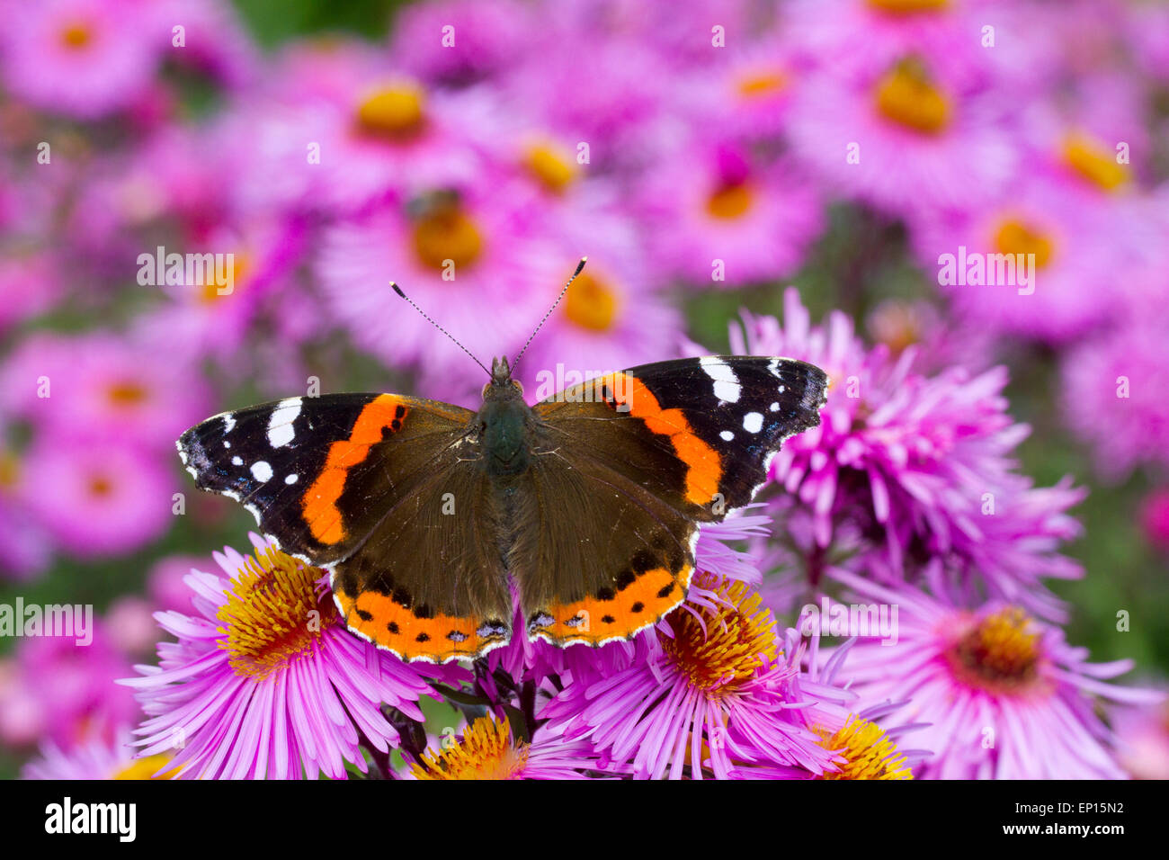Red Admiral Butterfly (Vanessa Atalanta) adulto alimentazione su Michealmas Daisy (Aster sp.) fiori nel giardino, POWYS, GALLES. Foto Stock