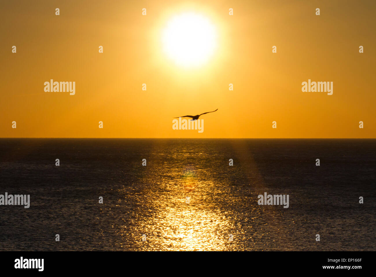 Aringa Gabbiano (Larus argentatus) adulto in volo sopra il mare al tramonto. Seaford, Sussex, Inghilterra. Febbraio. Foto Stock