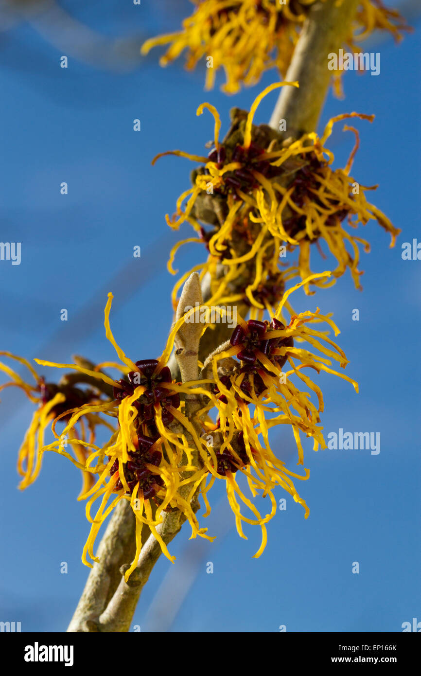 Amamelide (Hamamelis molis.) fioritura. Giardino arbusto, Carmarthenshire, Galles. Febbraio. Foto Stock