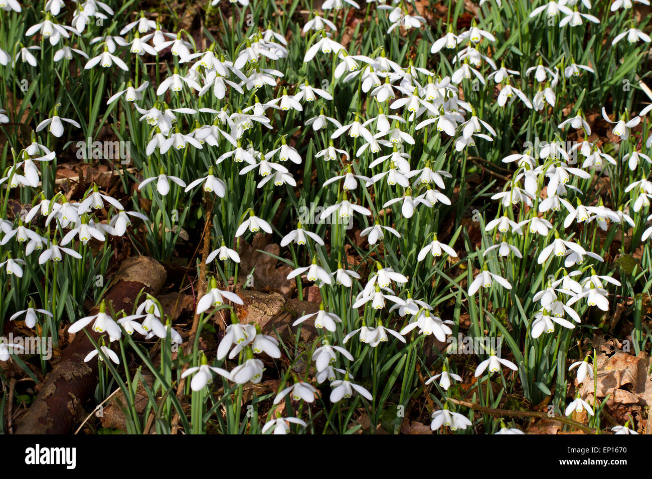 Snowdrops (Galanthus nivalis) fioritura in un bosco giardino. Carmarthenshire, Galles. Febbraio. Foto Stock