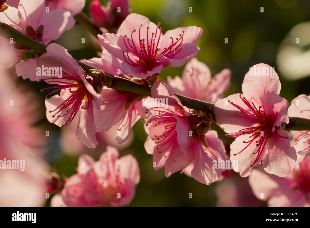 Pesche (Prunus persica) fioritura in una serra. Cornovaglia, Inghilterra. Marzo. Foto Stock