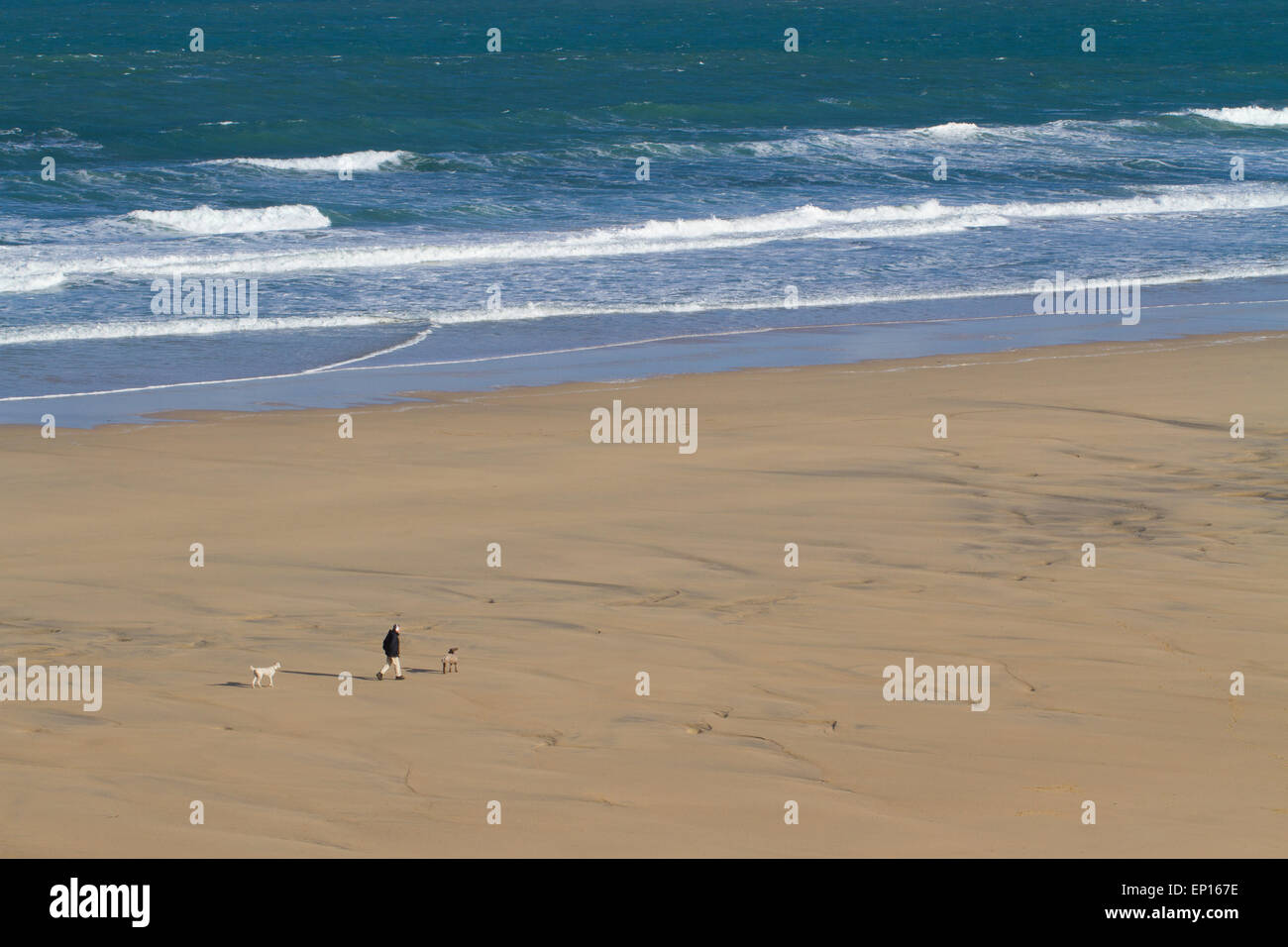 Uomo che cammina due cani su una spiaggia di sabbia, St. Ives Bay, Cornwall, Inghilterra. Marzo. Foto Stock