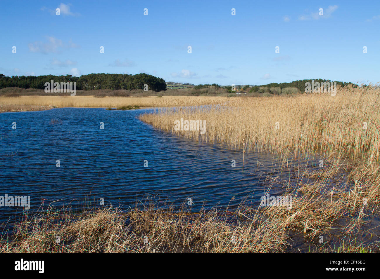 Habitat. La palude di acqua dolce e reedbed. RSPB Marazion Marsh riserva. Cornovaglia, Inghilterra. Marzo. Foto Stock