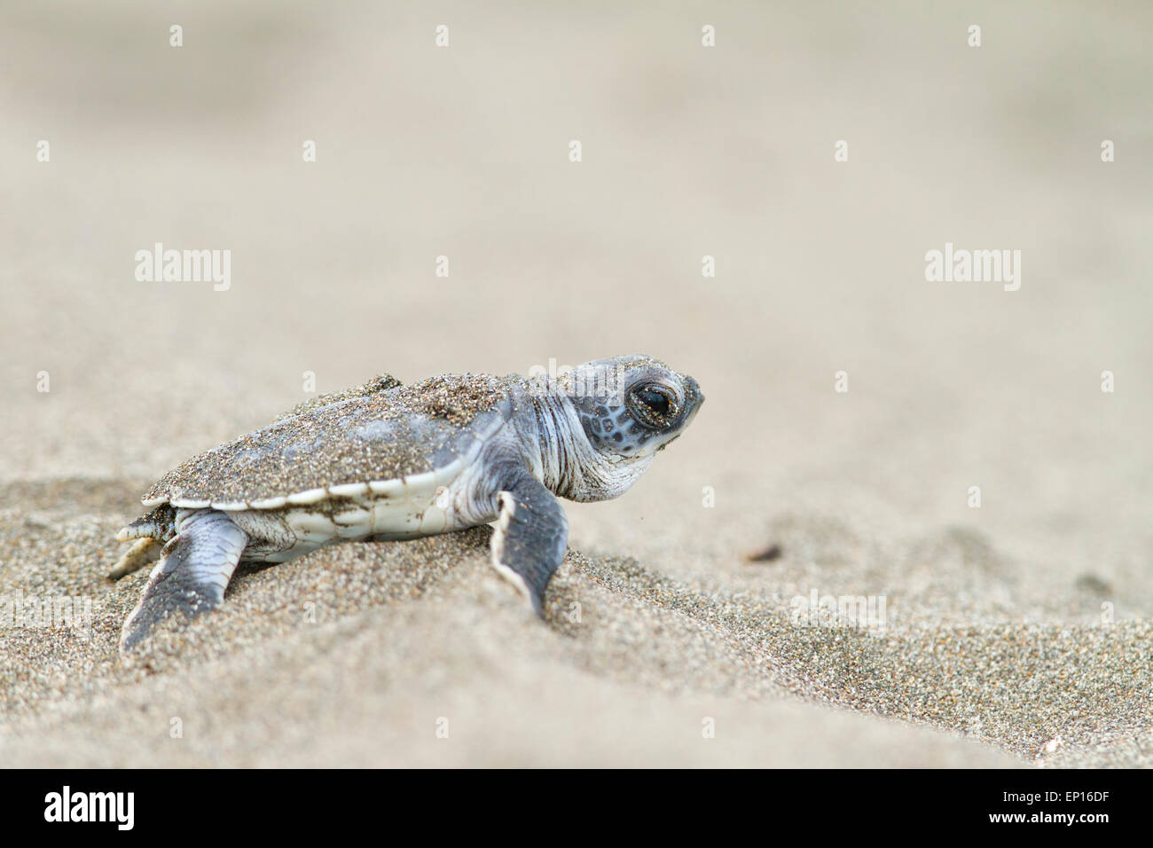 Giovani tartarughe marine verdi (Chelonia Mydas) sulla spiaggia dopo la schiusa, il Parco Nazionale di Tortuguero, Costa Rica Foto Stock