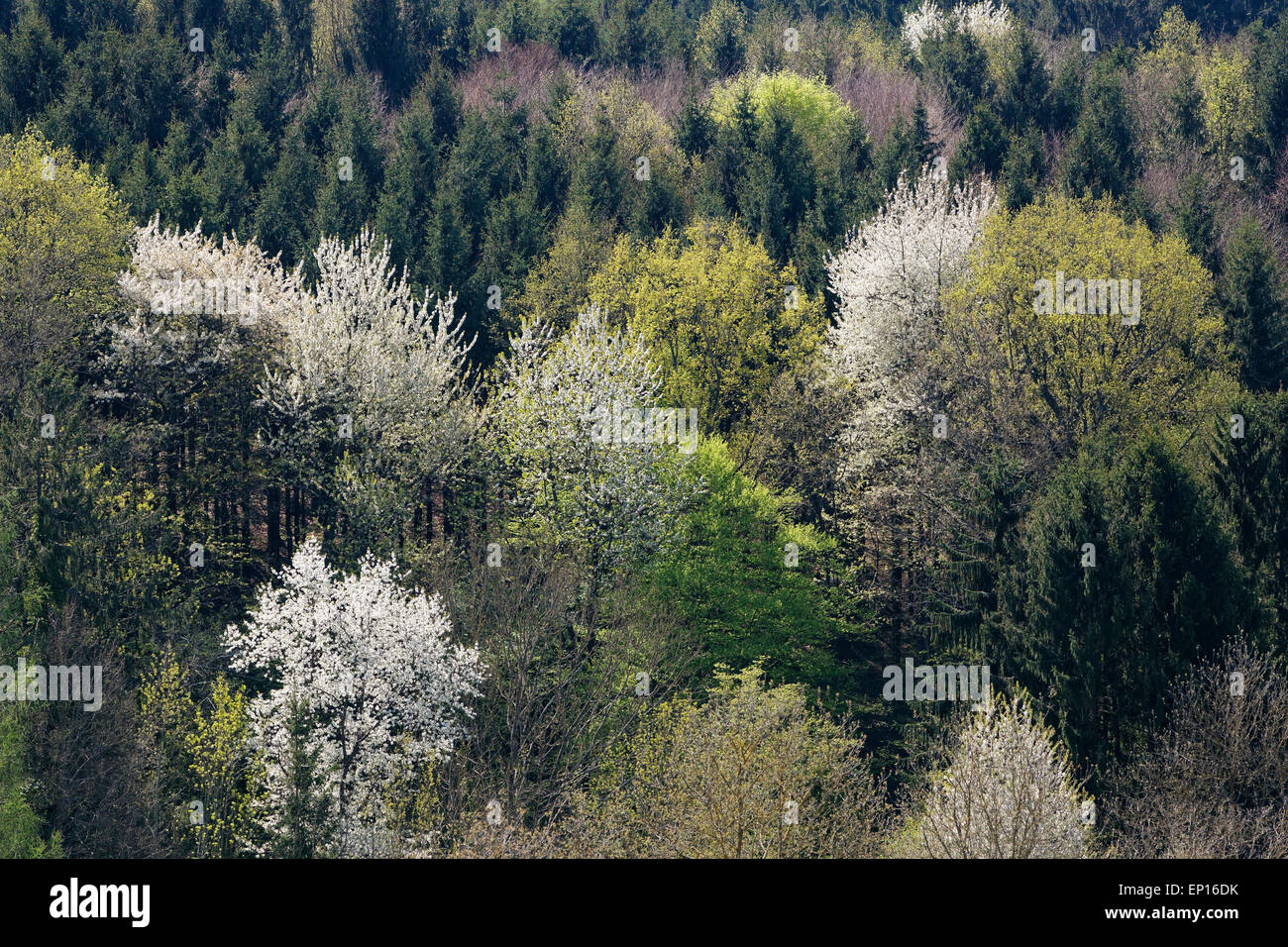 Bosco misto in primavera, Lafnitztal, vista dal Wörterberg punto di osservazione, Burgenland meridionale, Burgenland, Austria Foto Stock