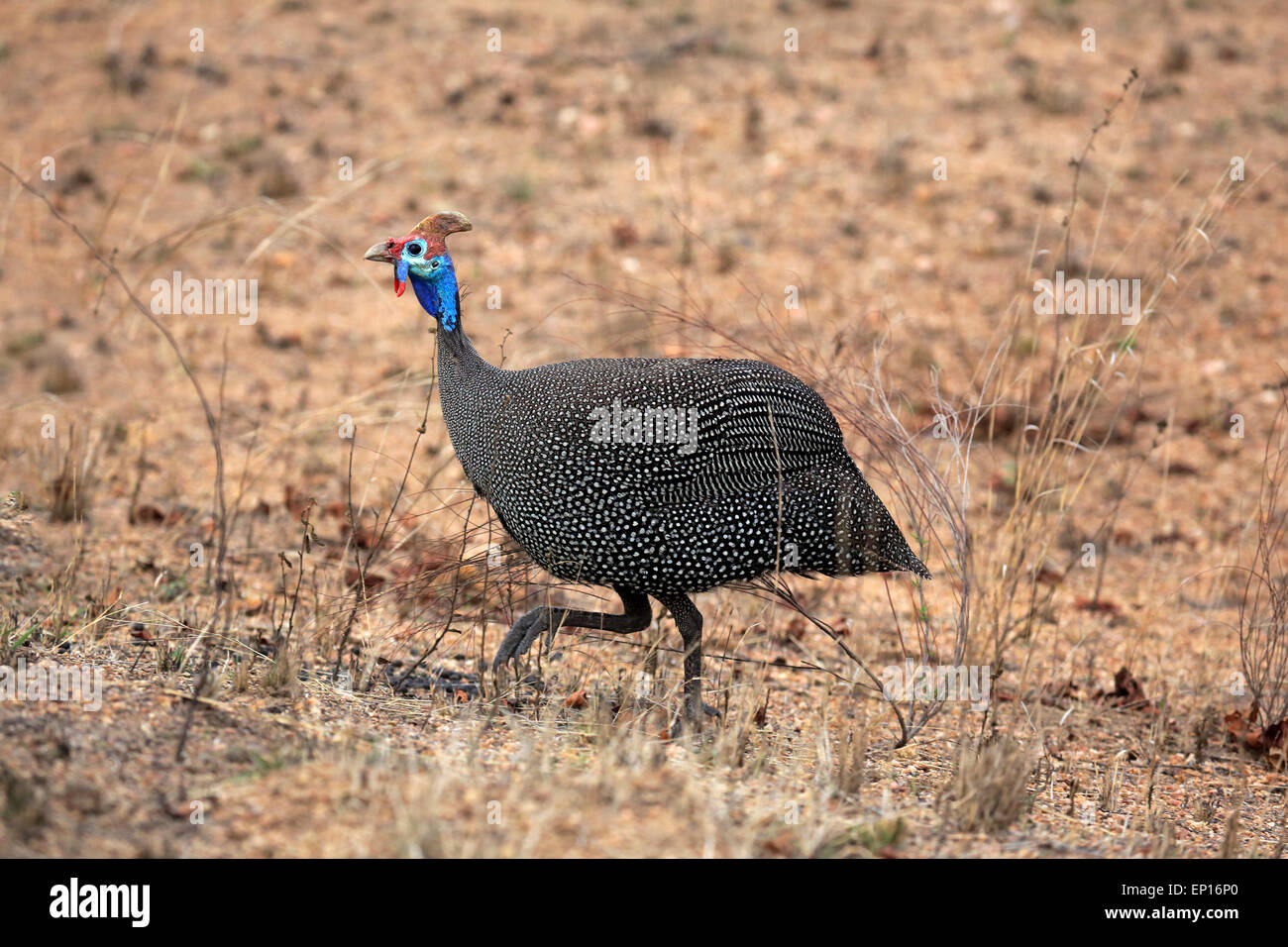 Helmeted Faraone (Numida meleagris), Adulto, passeggiate, Kruger National Park, Sud Africa Foto Stock