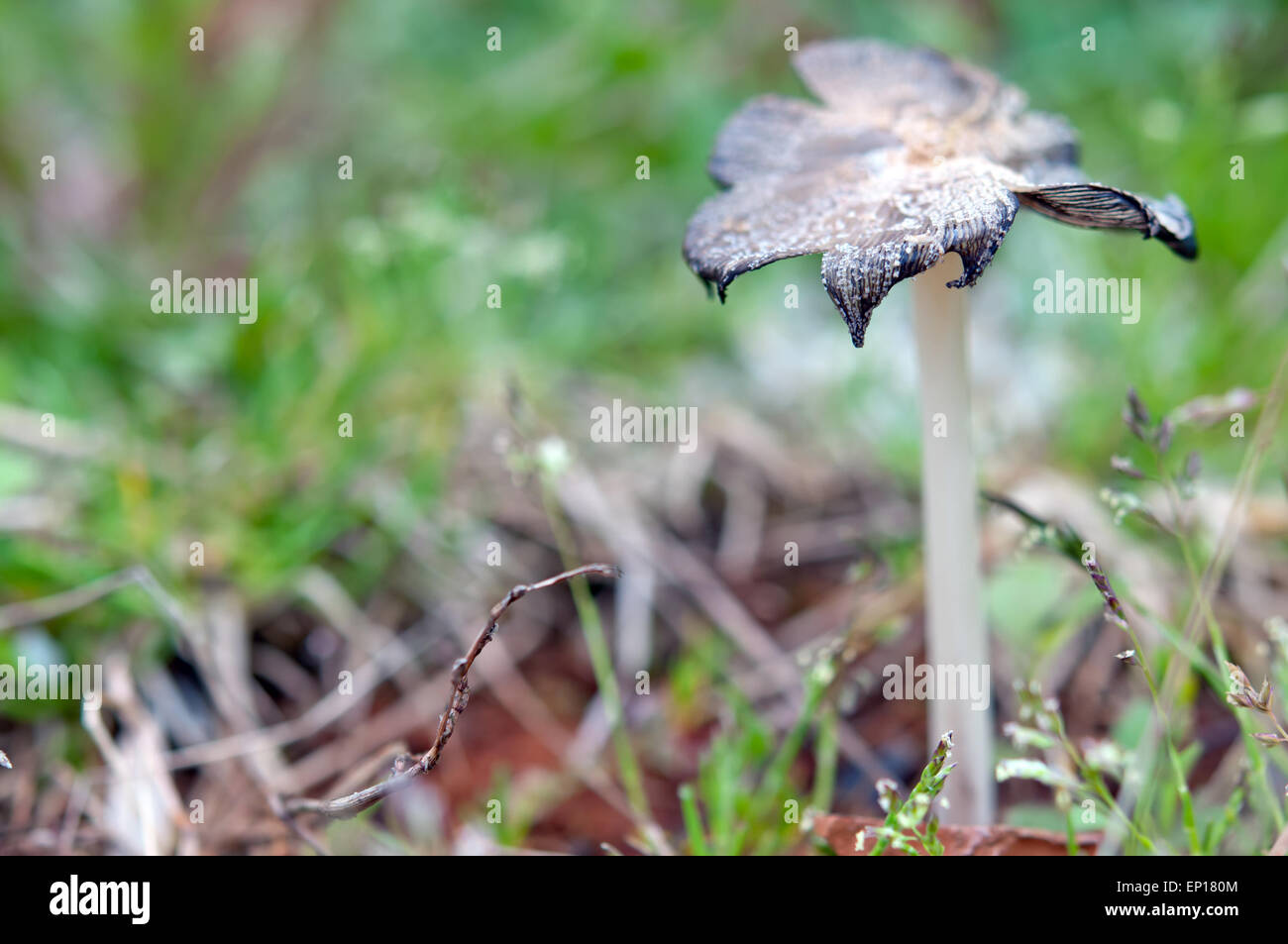 Unico a forma di fungo presente sul prato di primavera Foto Stock