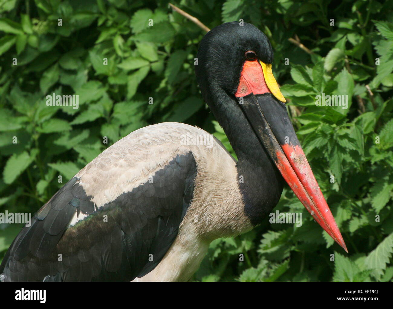 Close-up di un maschio di West African sella-fatturati stork (Ephippiorhynchus senegalensis) Foto Stock