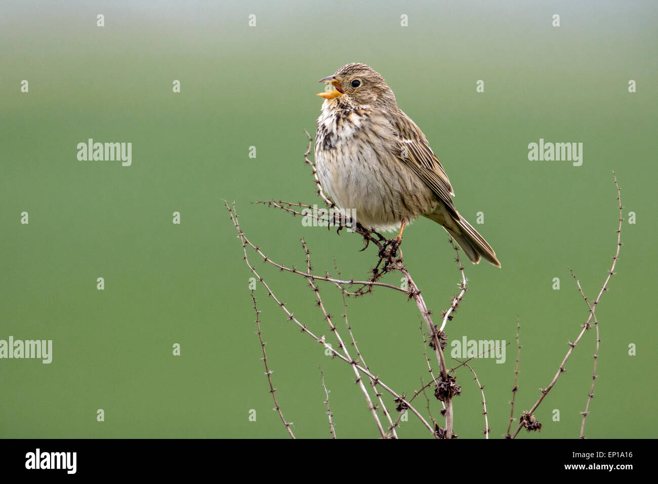 Mais maschio Bunting (Emberiza calandra) nella canzone, Cambridgeshire, Inghilterra Foto Stock