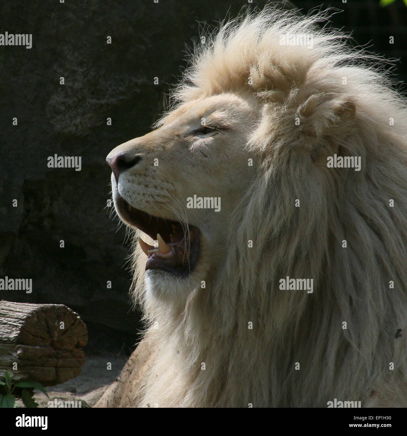 Arrabbiati African maschio bianco lion (Panthera leo Krugeri). Close-up mentre ringhiando Foto Stock