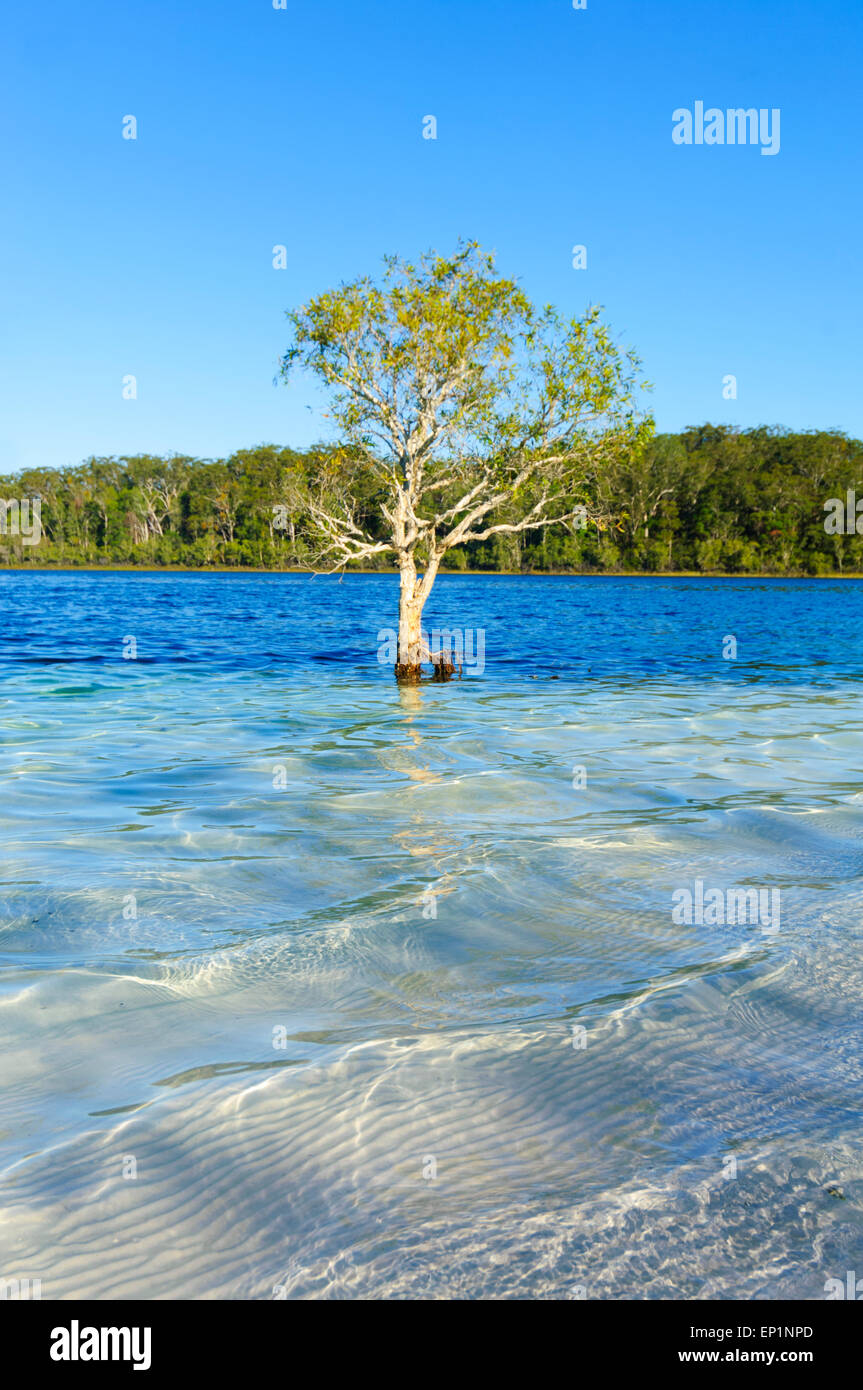 Lone Tree nel Lago McKenzie, l'Isola di Fraser, Queensland, QLD, Australia Foto Stock