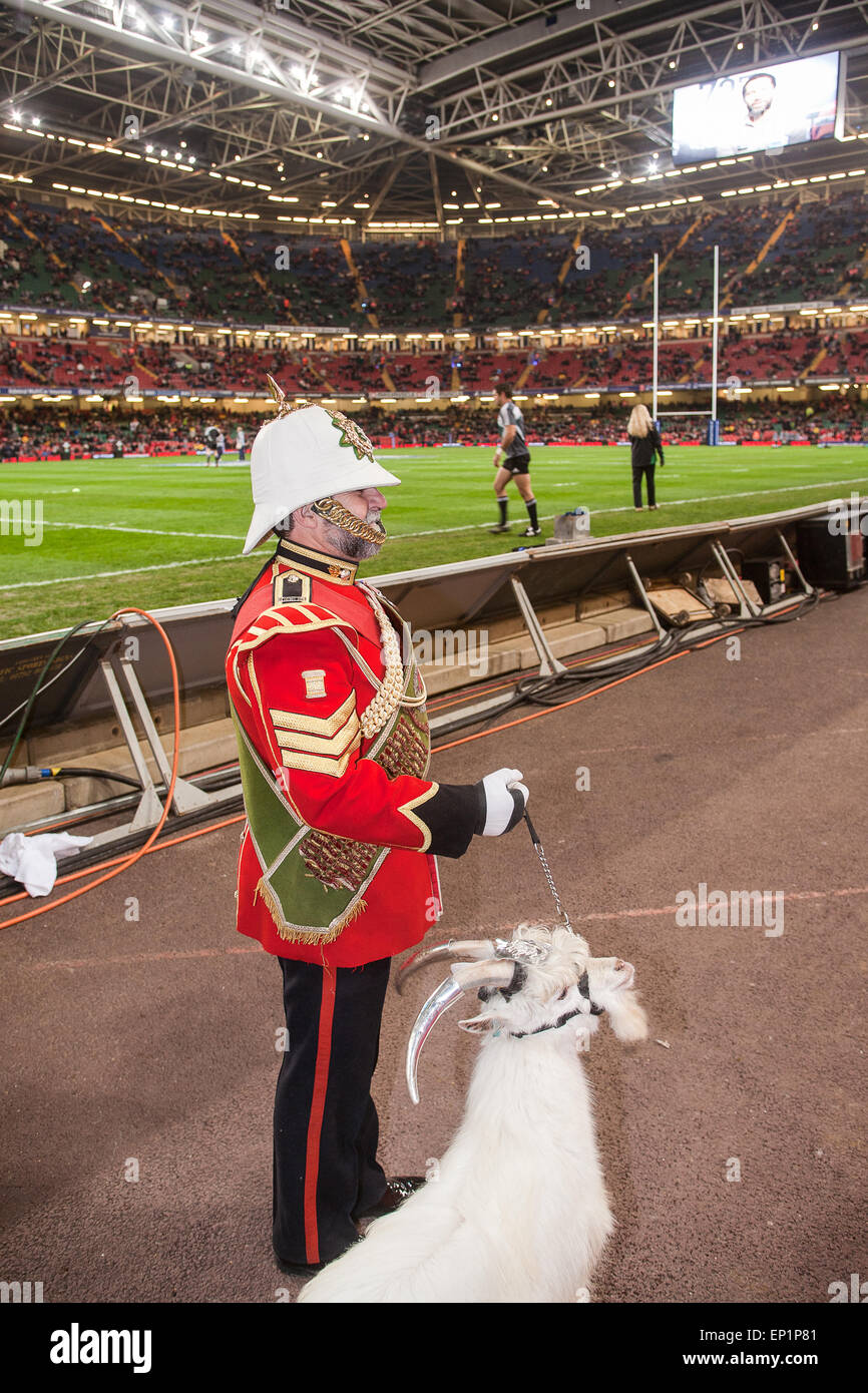 Royal Welsh soldato e sfilata di capra intorno stadio per fotografie per i fans prima di iniziare la partita di rugby, il Galles v Nuova Zelanda. Il Royal Welsh Regimental capra è non solo una mascotte ma una classifica soldato! L'Esercito britannico battaglione hanno avuto una capra nelle sue fila per più di duecento anni. La capra conduce la Welsh rugby sul campo al Millennium Stadium.(gli All Blacks/Nuova Zelanda battere il Galles 37-25 in autunno internazionale di test su Novembre 27th, 2010 al Millennium Stadium Cardiff Wales, Regno Unito Foto Stock