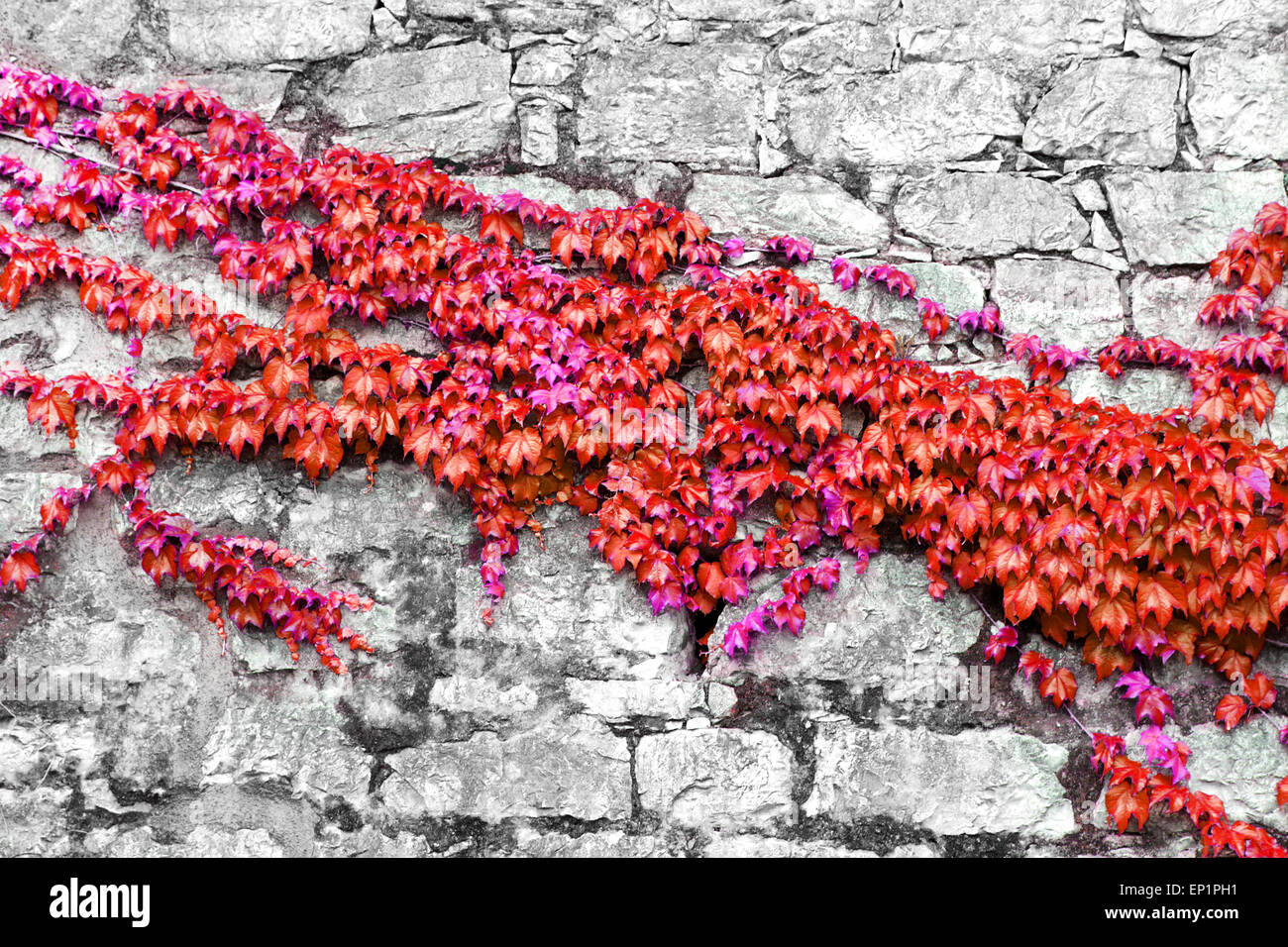 Bella rossa edera sul castello antico muro di pietra Foto Stock