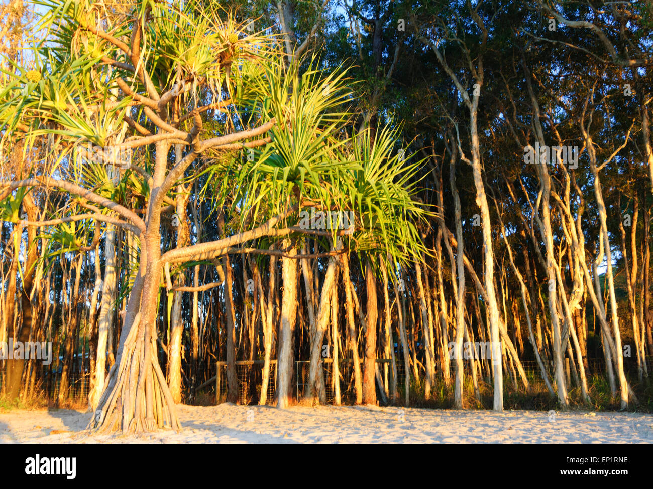 Albero di pandanus e Paperbark alberi, l'Isola di Fraser, Queensland, QLD, Australia Foto Stock