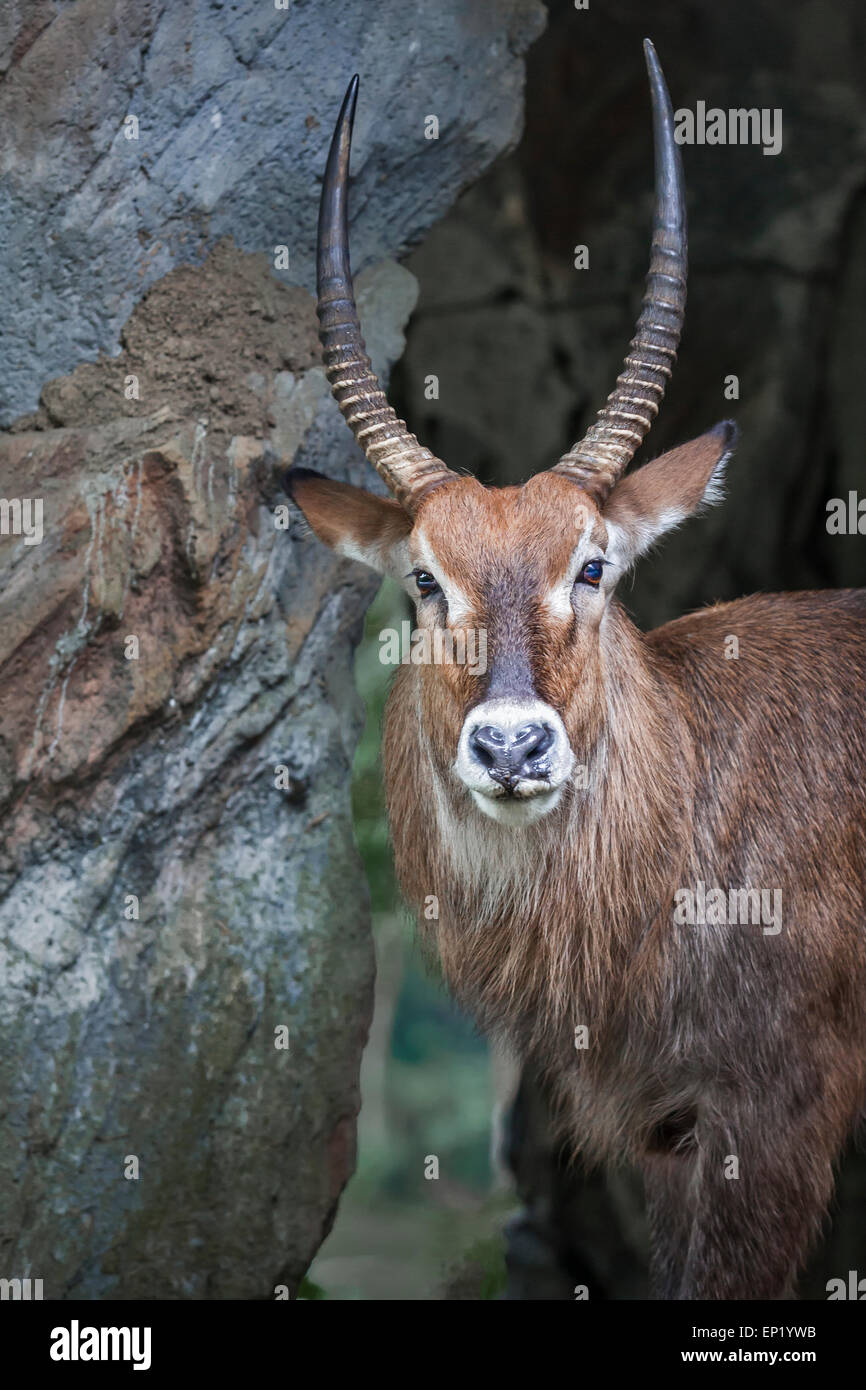 Ritratto di un antilope, West Java, Indonesia Foto Stock