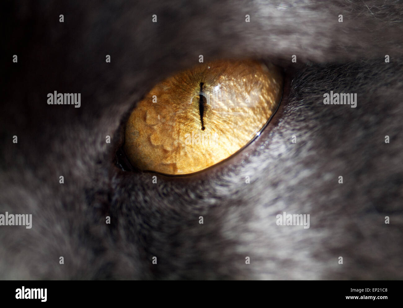 Close up di un gatto persiano eye Foto Stock