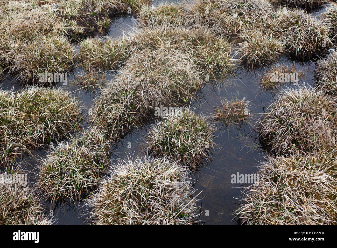 Zona umida tussock grass nelle Alpi, Engadina, Svizzera. Foto Stock