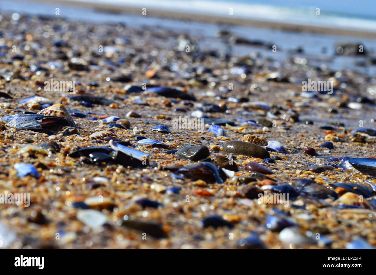 Il mare lucente lavato conchiglie sulla spiaggia di Croyde, North Devon. Foto Stock