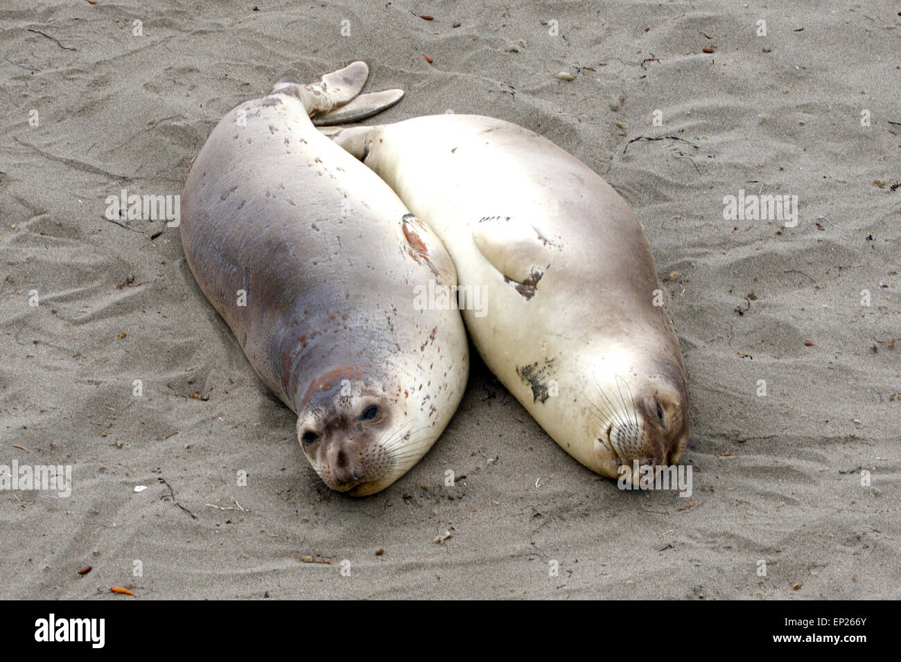 Elephant cuccioli di foca sulla sabbia vicino a San Simeone, California Foto Stock