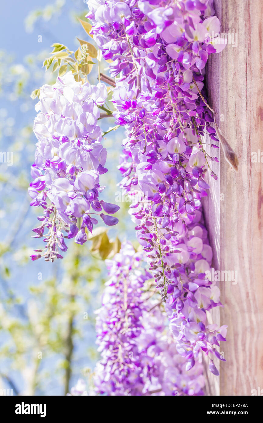 Stagione primaverile. Giapponese fiori di glicine. Foto Stock