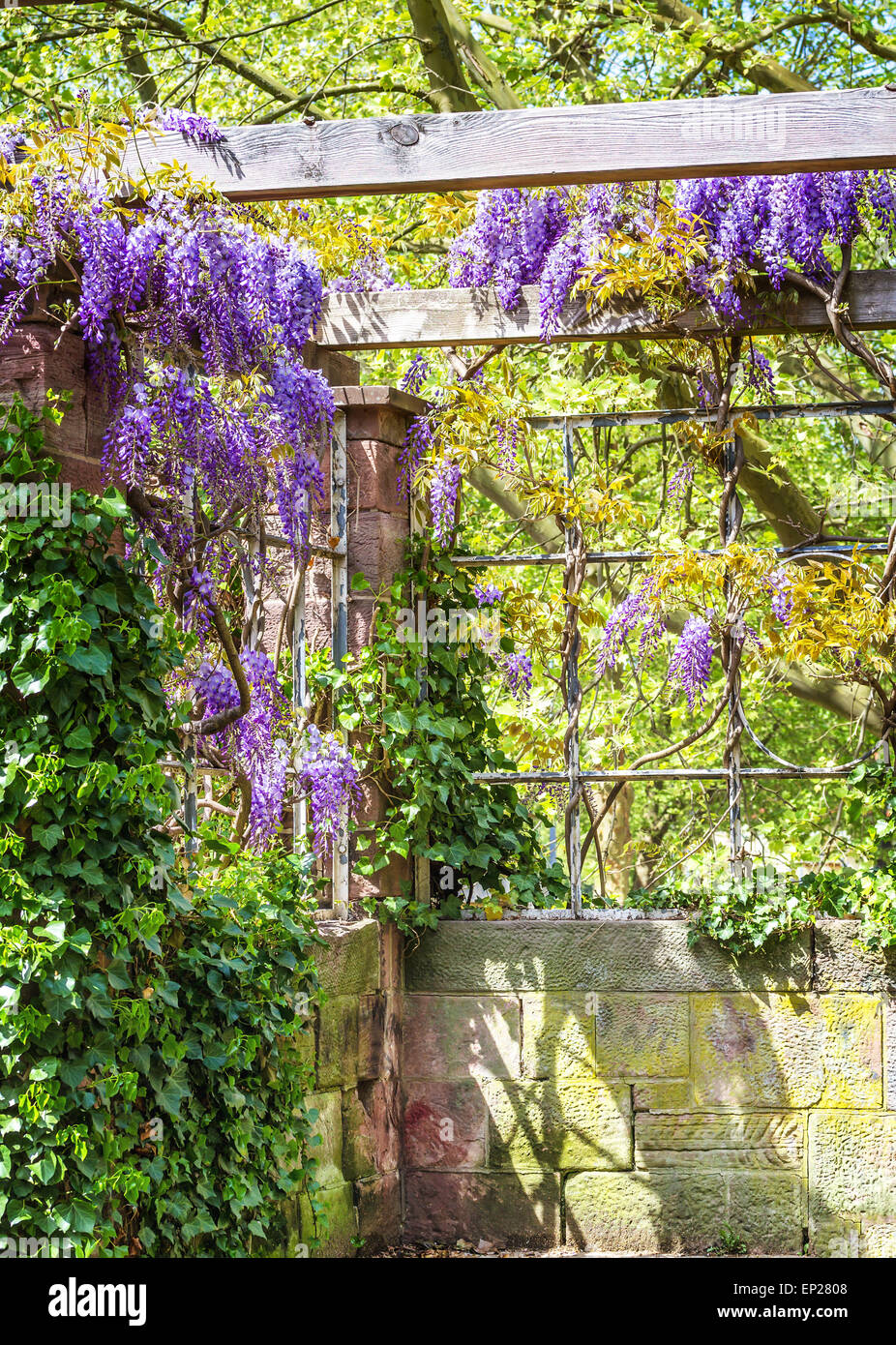 Stagione primaverile. Giapponese fiori di glicine. Foto Stock