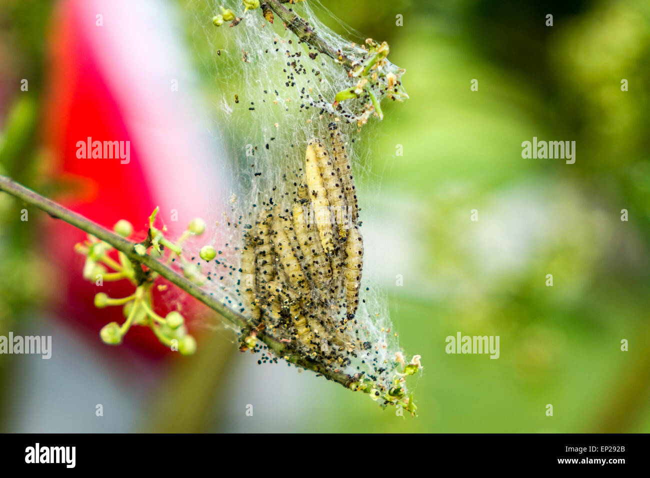 In prossimità di una colonia di ermellino Moth bruchi infestazione famiglia Yponomeutidae mangiare arbusto e avvolte in silken web Foto Stock