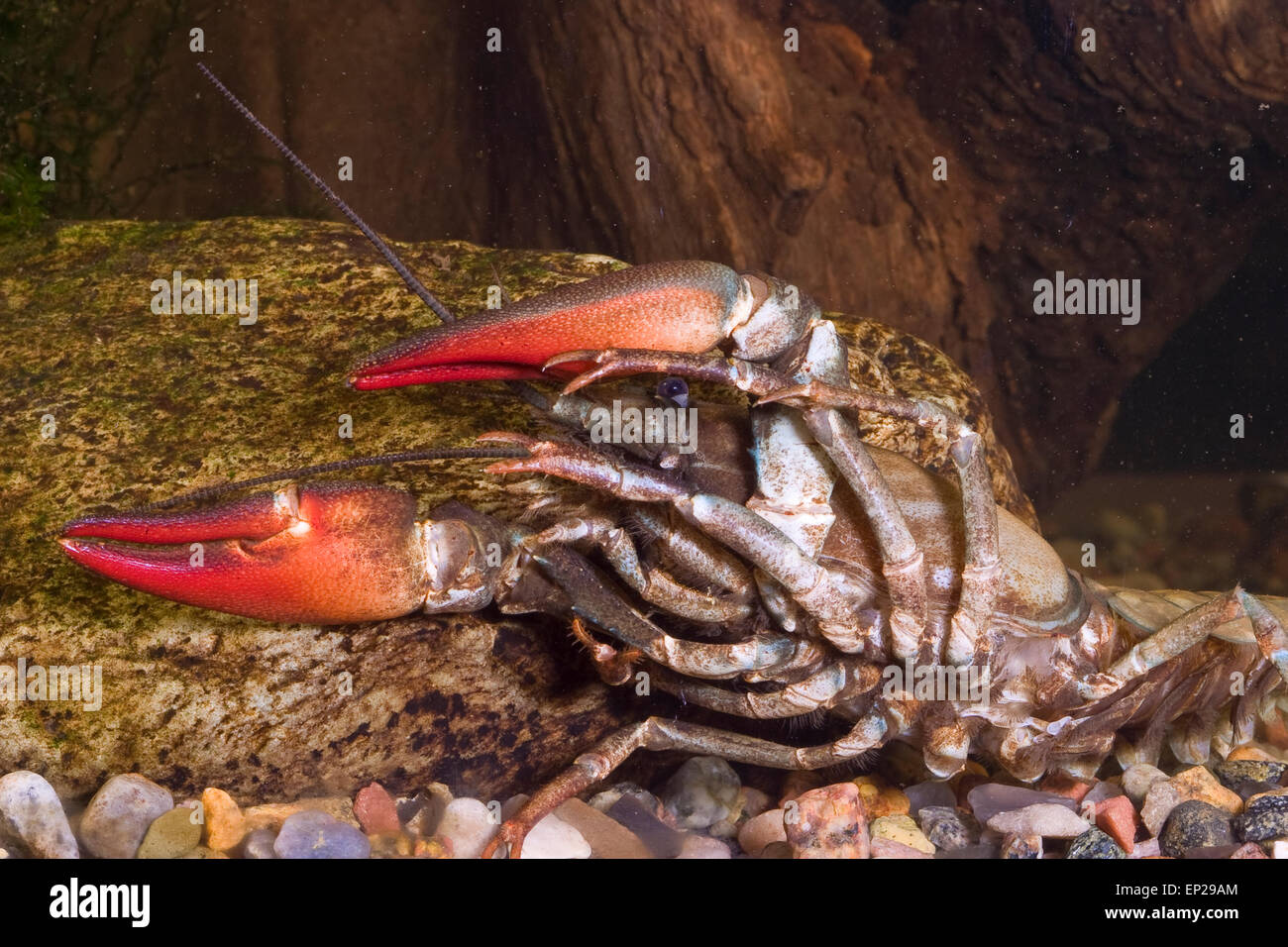 Segnale, gamberi Signalkrebs, Signal-Krebs, Pacifastacus leniusculus, Flusskrebs, Flusskrebse, Flußkrebs, astaci, Astacidae Foto Stock