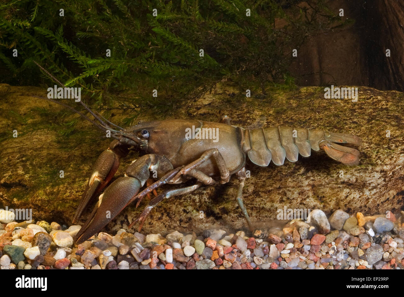 Segnale, gamberi Signalkrebs, Signal-Krebs, Pacifastacus leniusculus, Flusskrebs, Flusskrebse, Flußkrebs, astaci, Astacidae Foto Stock