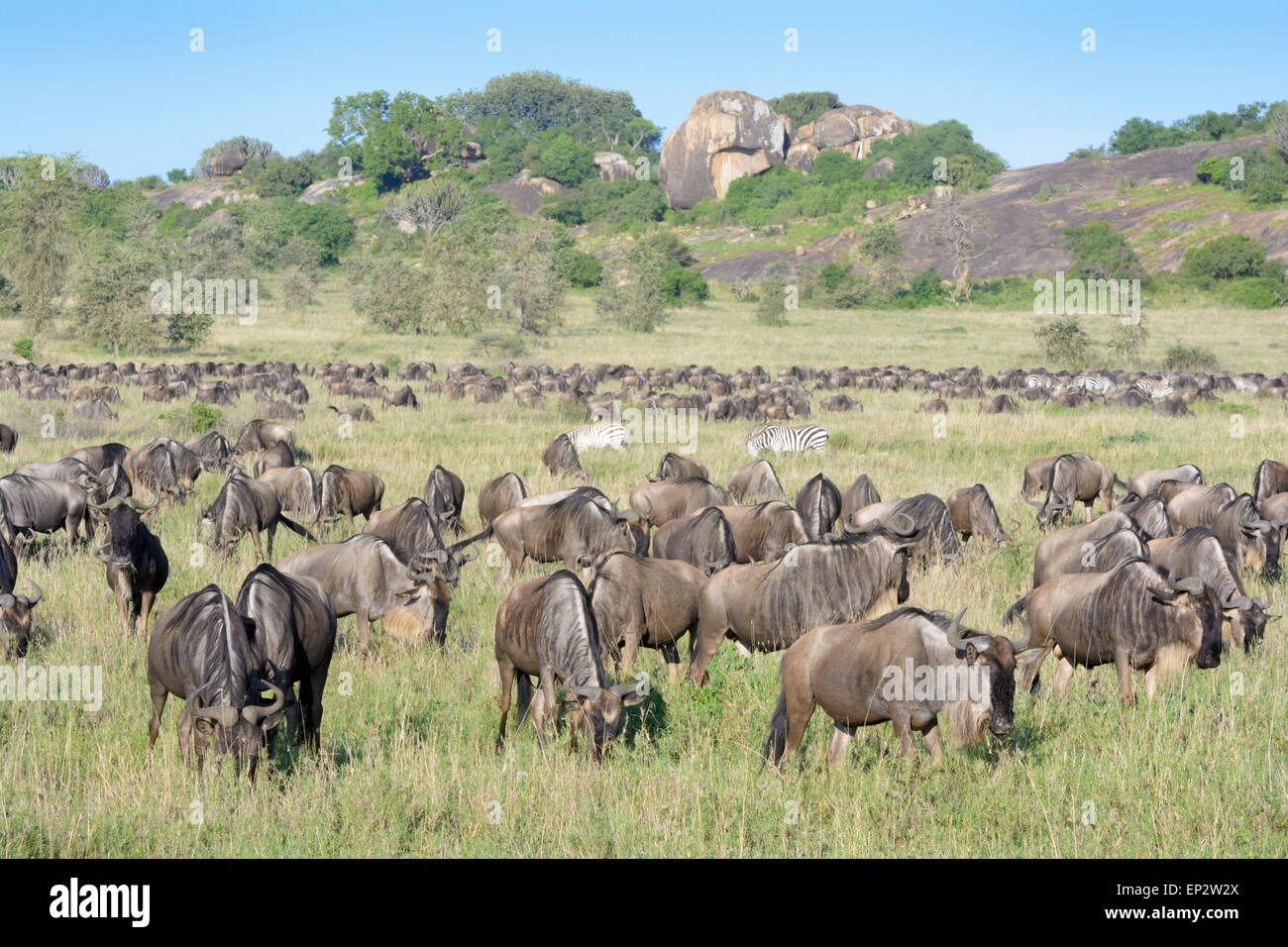 Gnu (Connochaetes taurinus) e Zebra (Equus quagga) greggi durante la migrazione, pascolando nella parte anteriore di un koppie, Serengeti Foto Stock Gnu (Connochaetes taurinus) e Zebra (Equus quagga) greggi durante la migrazione, pascolando nella parte anteriore di un koppie, Serengeti Foto Stock