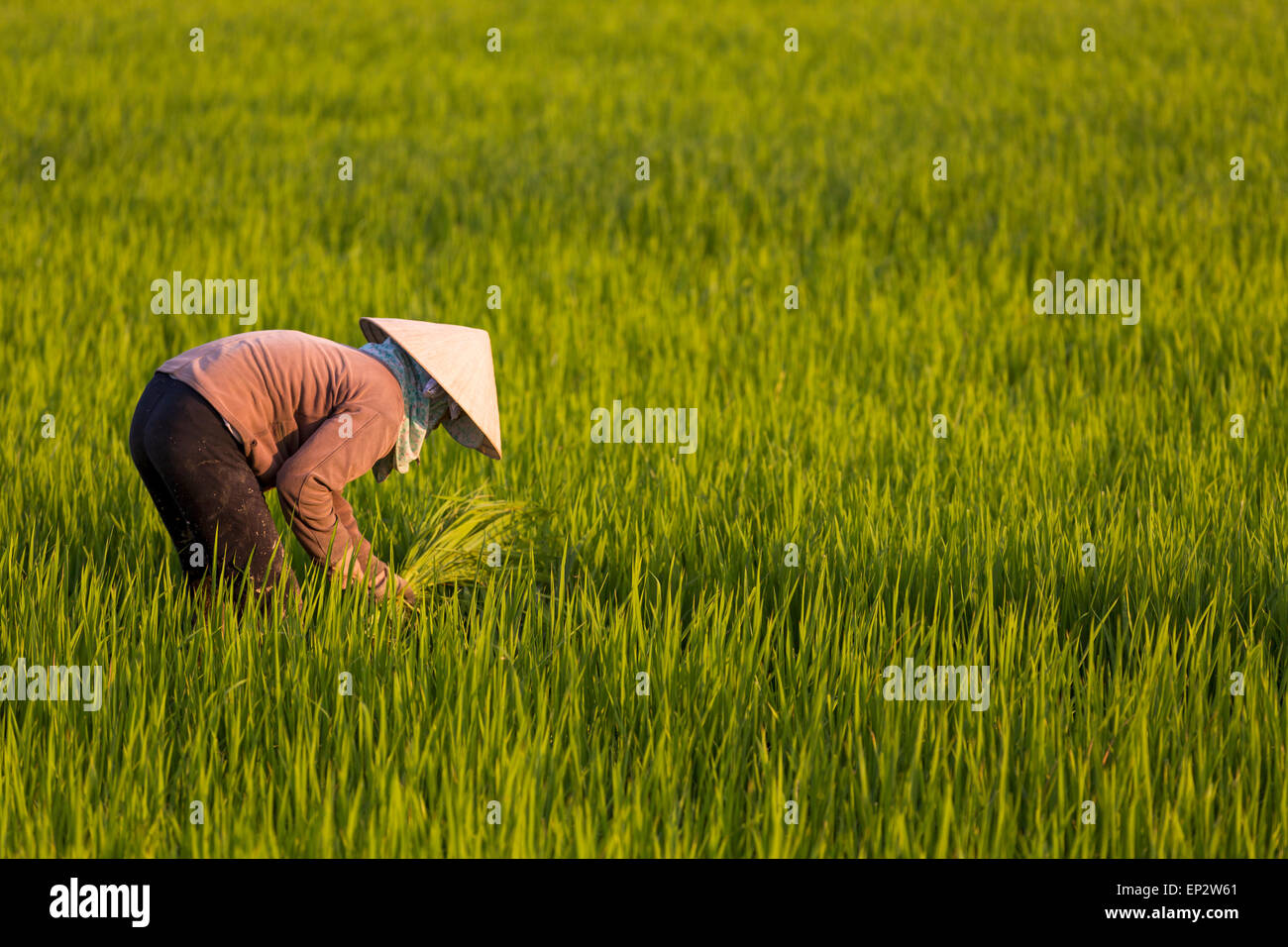 Il Vietnam, Quang Nam Provincia, contadino di piantare il riso nel campo Foto Stock