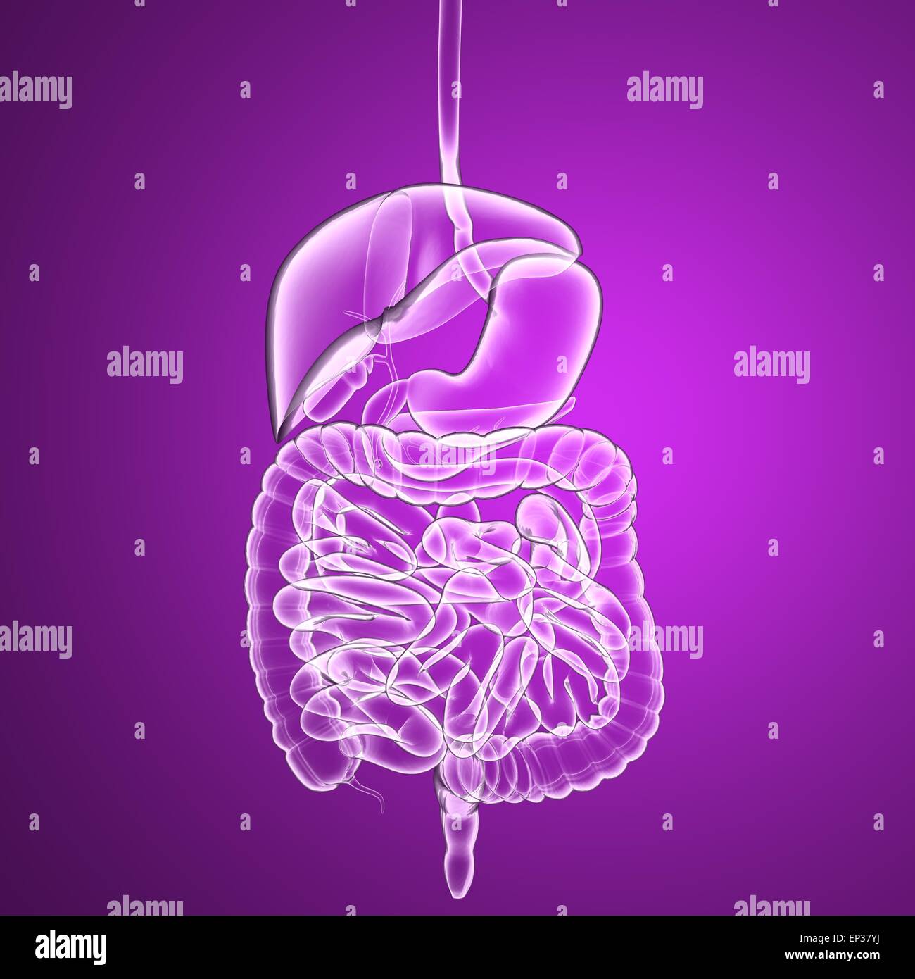 Anatomia maschile sistema digestivo Foto Stock
