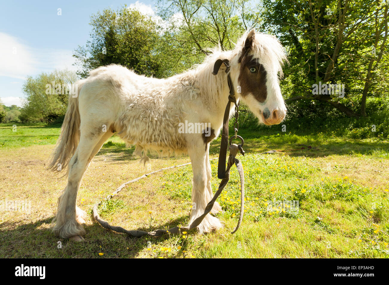 Tethered fragile pony sottile nel paddock con grandine ammassati mucchi sul conduttore di spargimento del cappotto invernale nel campo estivo Foto Stock