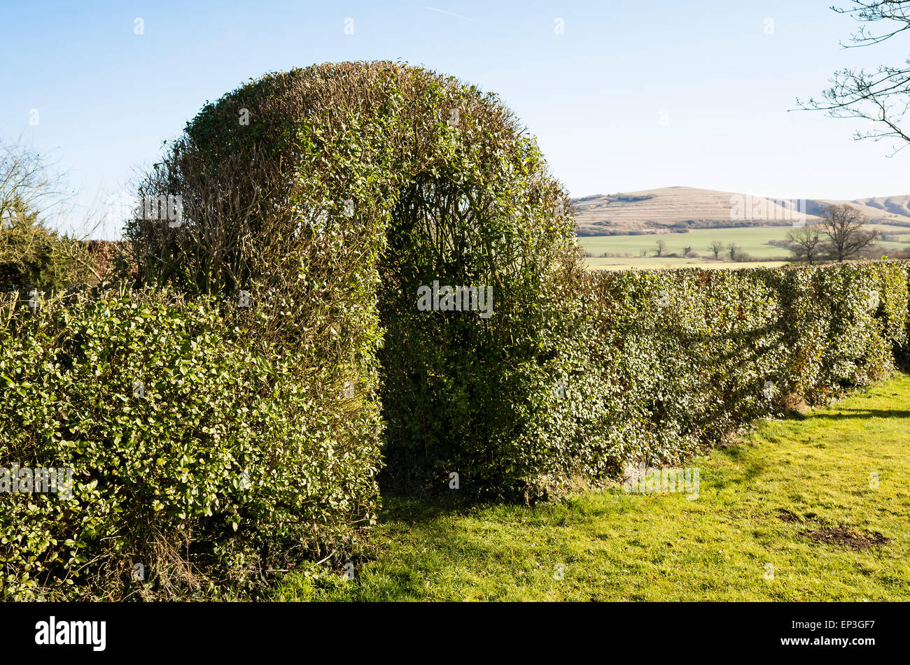 Rifilato privet hedge con arco in tardo inverno Foto Stock