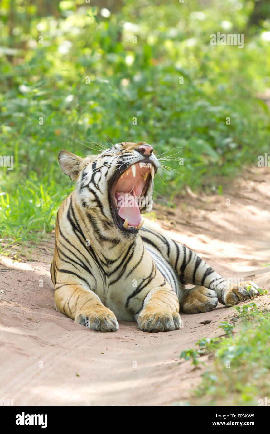 Royal tigre del Bengala o Panthera Tigris o Indian Tiger sbadigli su strada a Tadoba National Park, Maharashtra, India Foto Stock