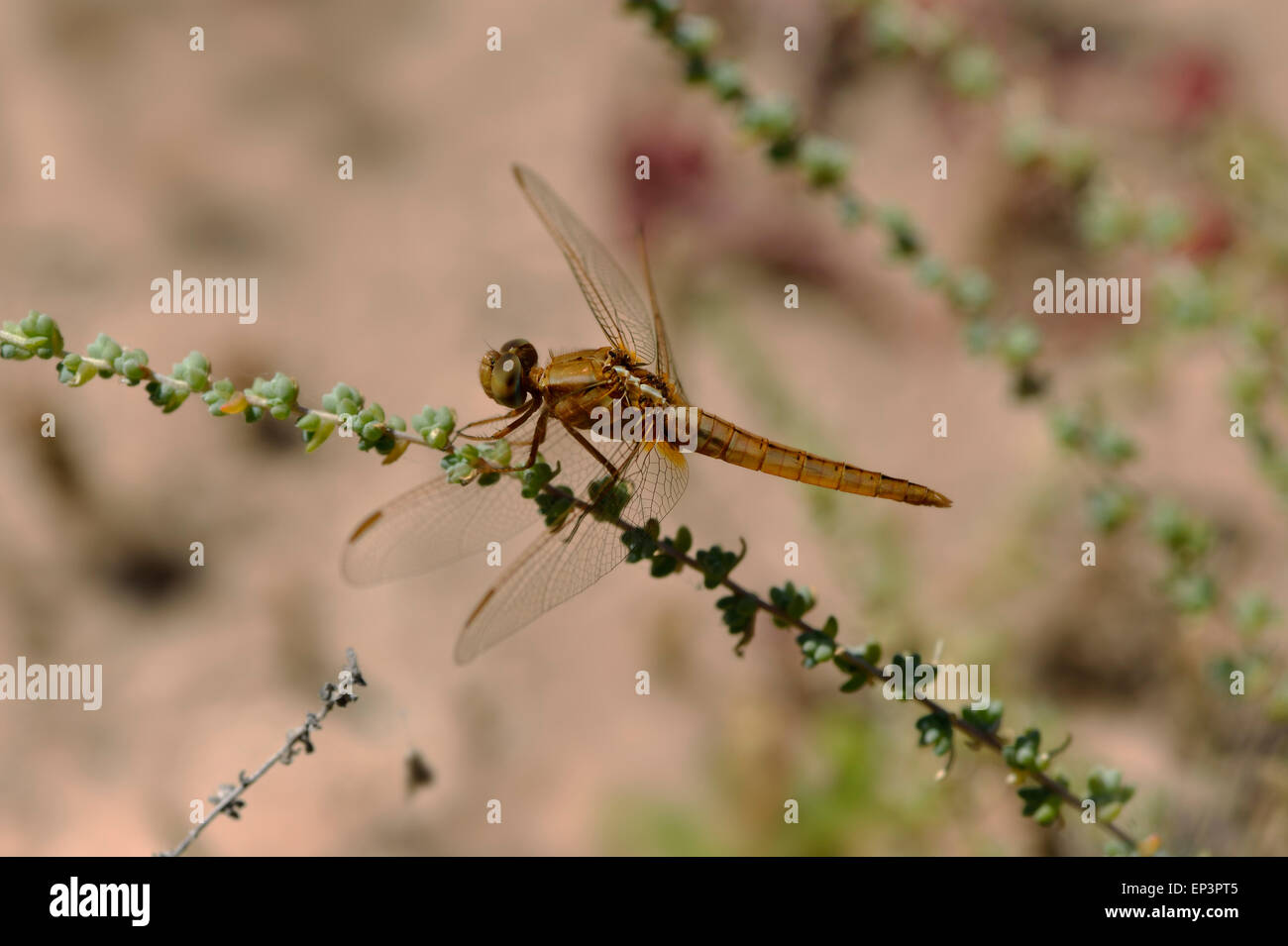 Isole Canarie Fuerteventura Island, Comune Femmina Scarlet-darter Foto Stock