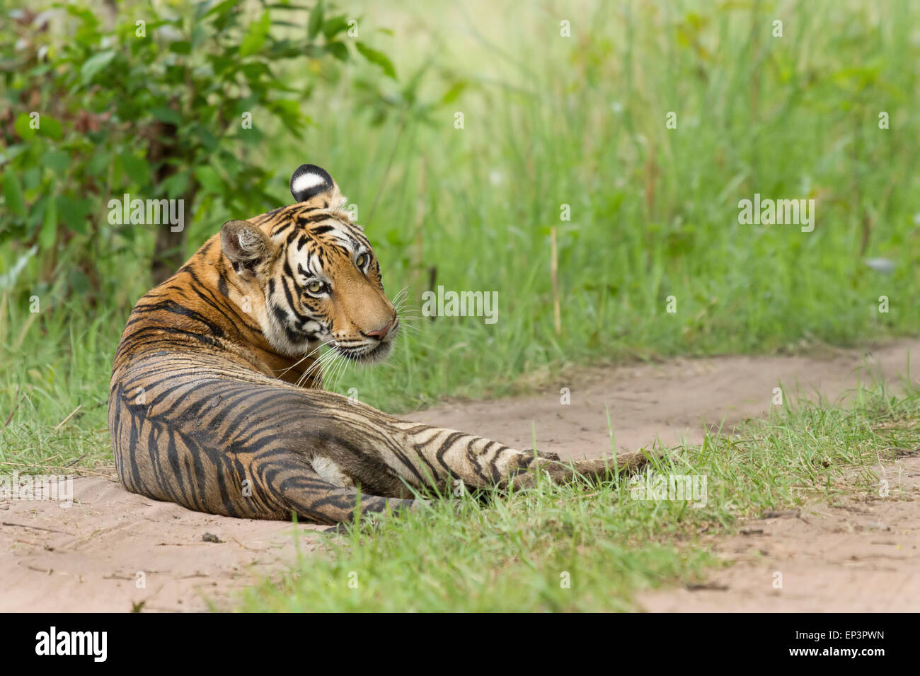 Royal tigre del Bengala o Panthera Tigris Tigeris o o Indian Tiger su strada a Tadoba National Park, Maharashtra, India Foto Stock