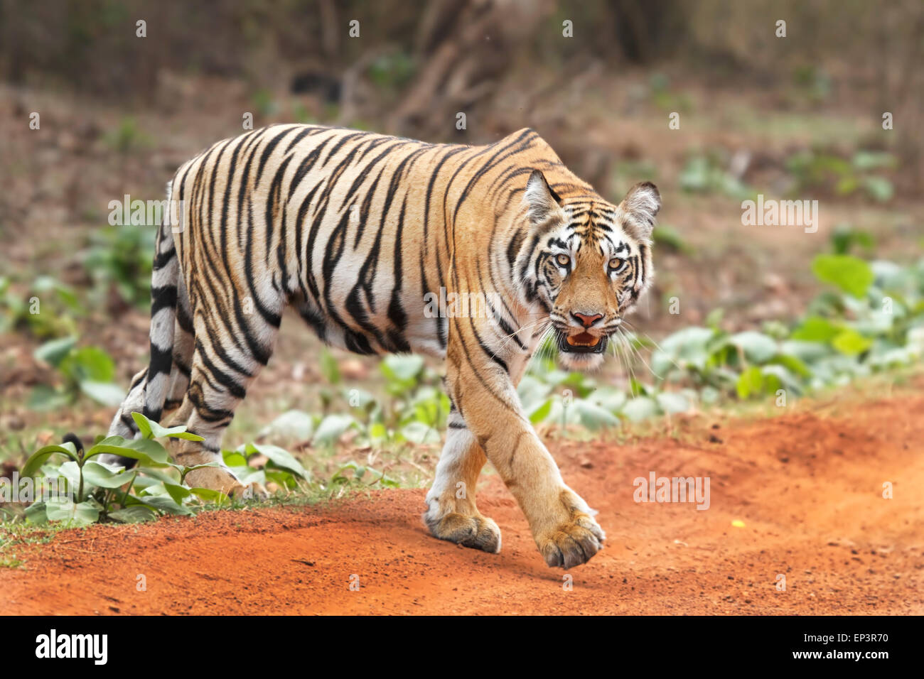 Royal tigre del Bengala o Panthera Tigris o Indian Tiger attraversamento strada a Tadoba National Park, Maharashtra, India Foto Stock