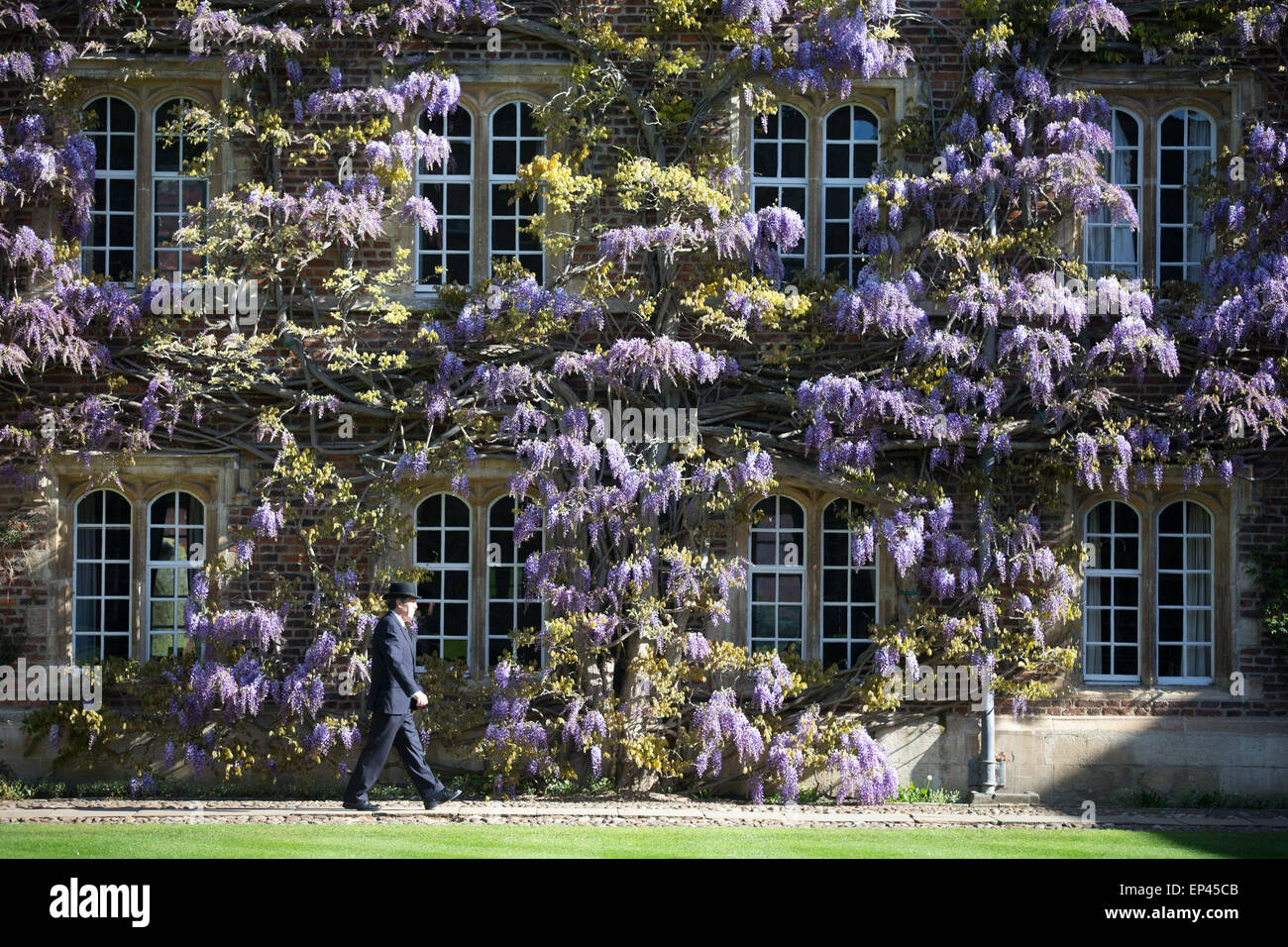 Un portiere a Jesus College Cambridge a camminare lungo la parete del glicine nella prima corte Foto Stock